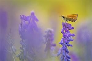 Teens: Wildlife Photography at Lackford Lakes (ELC 2810)