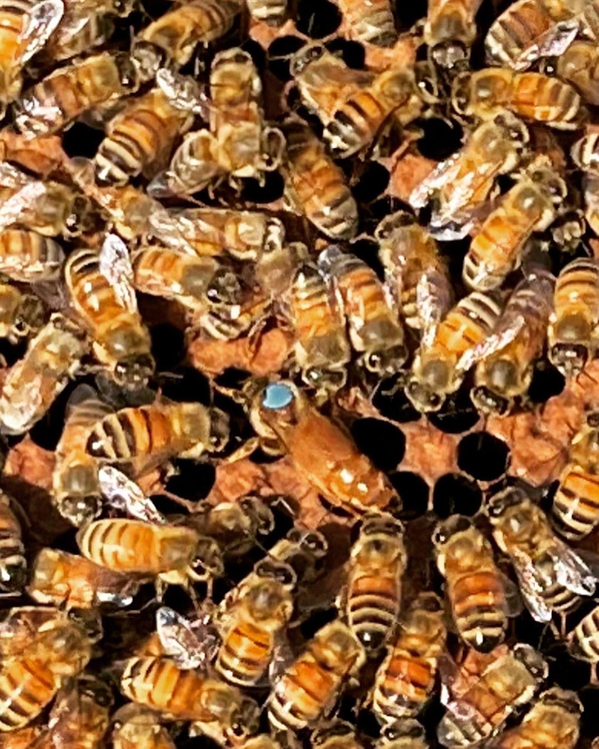 Honey Bee Experience on the Farm