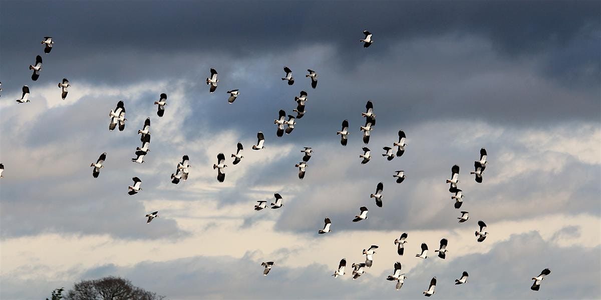 'Beyond the Seawall' Winter Bird Workshop: Newport Wetlands