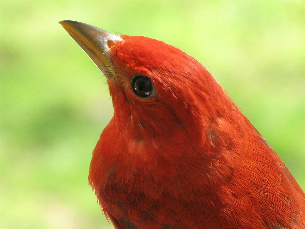 Jr. Naturalist: Beginning Birds