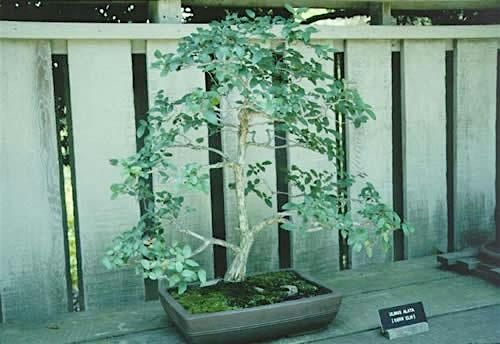 Bonsai with Native Plants