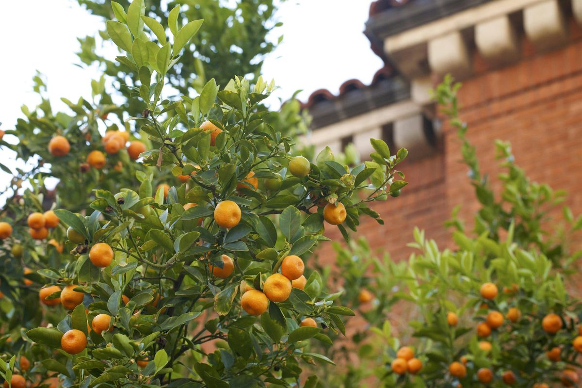 Edible Landscapes, a University of Arizona Campus Arboretum tour.