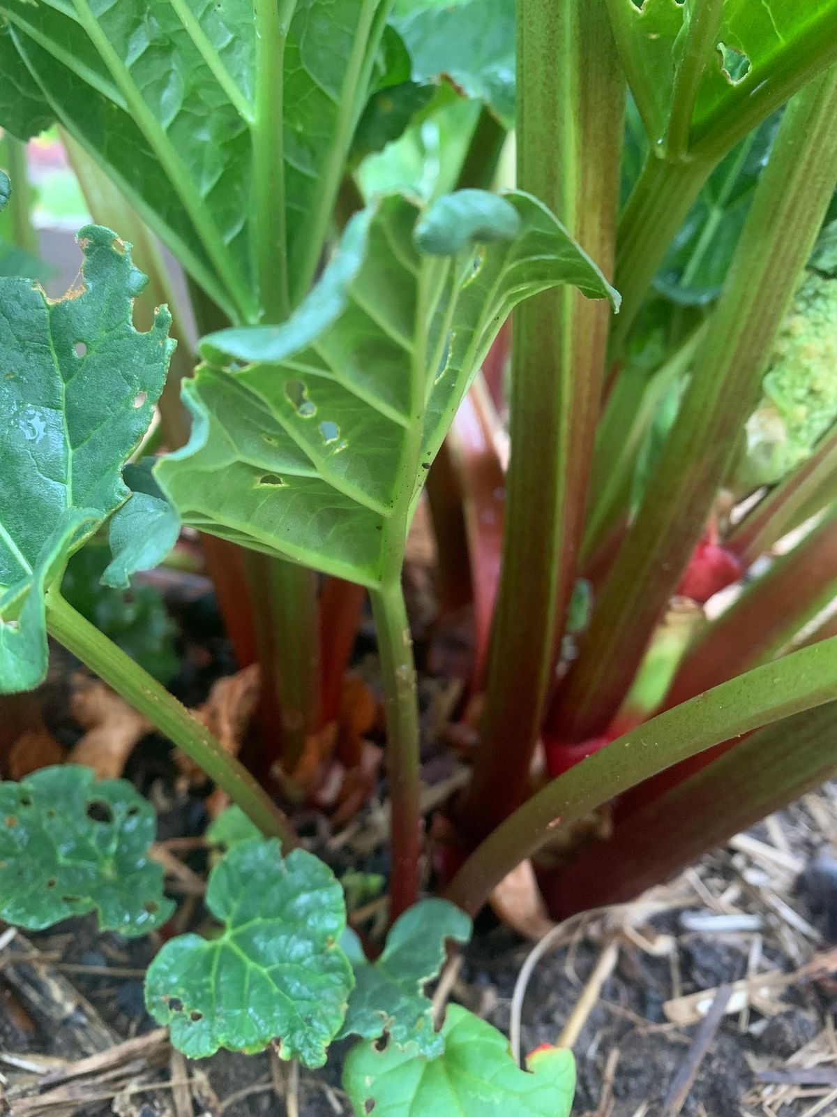 Rhubarb champagne and cordial workshop 