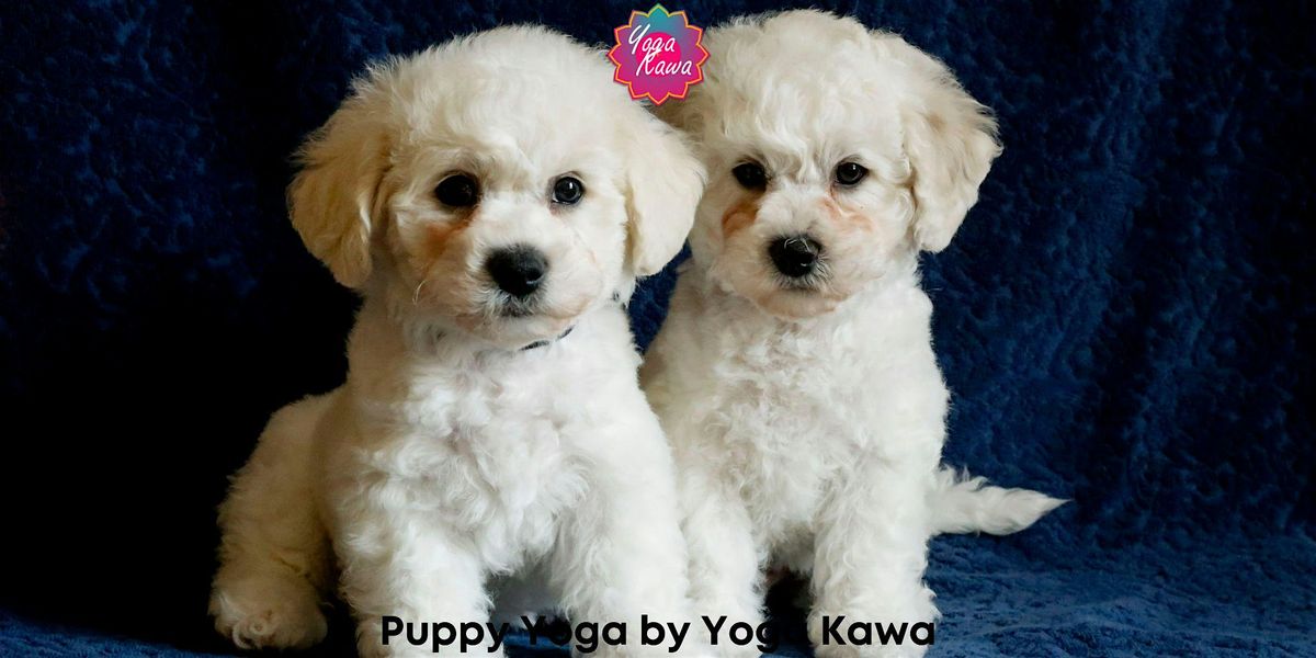 Puppy Yoga (Family-Friendly) by Yoga Kawa Toronto Bichon Frise