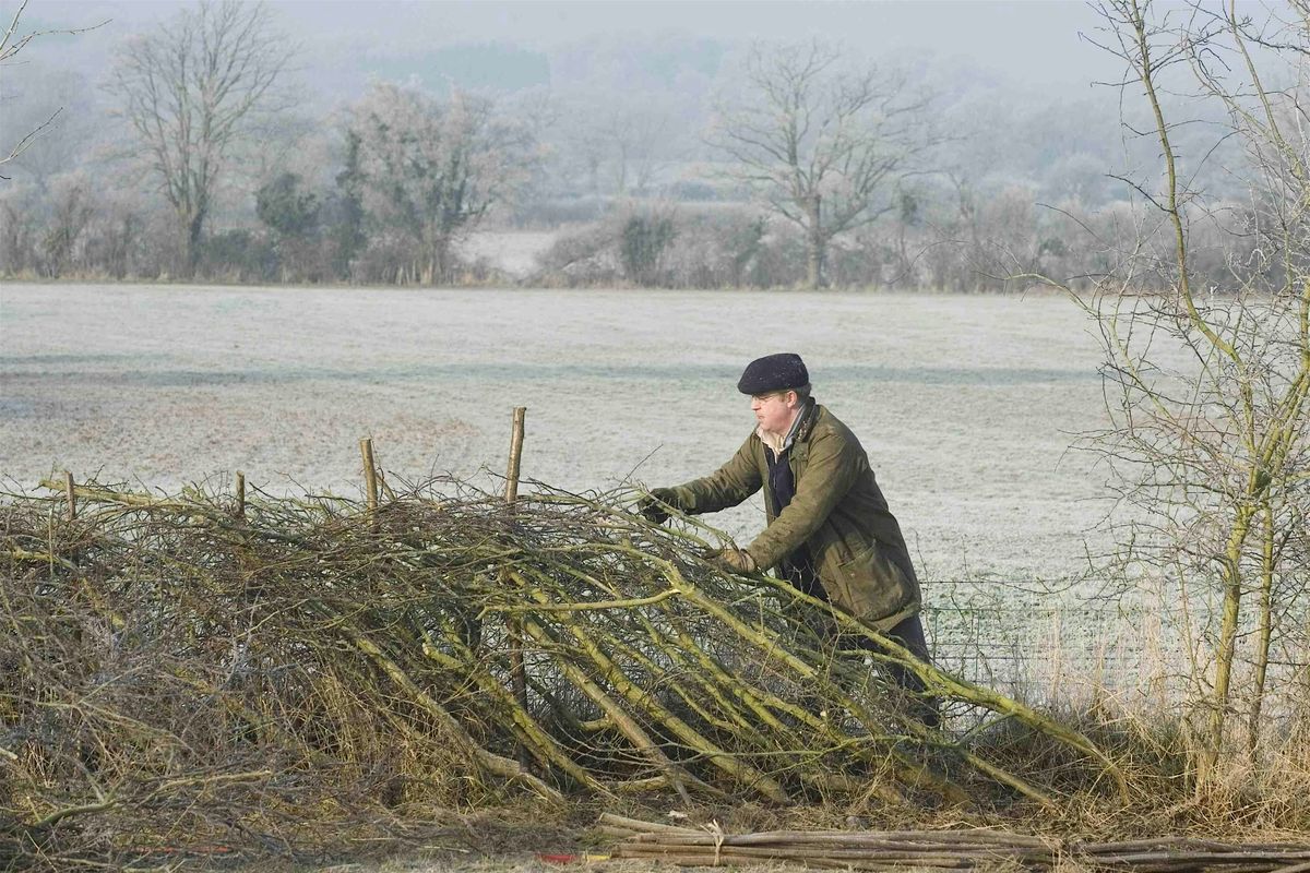 Learn to lay a hedgerow at Dog Kennel Hill Open Space