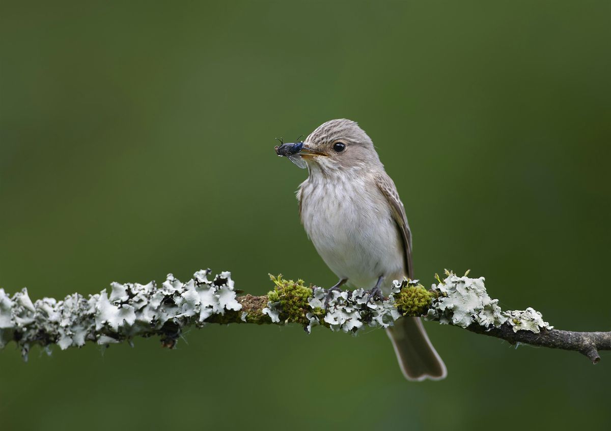 Terry's Friday Birdwatching Walks