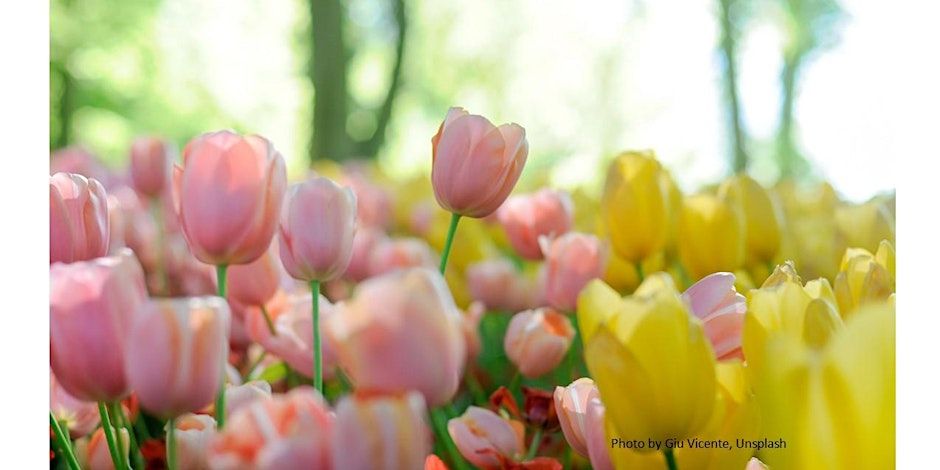 Creating a Flower Cutting Garden 