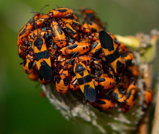 Scouts BSA Merit Badge: Insect Study, West Creek Reservation, Parma, 18 ...