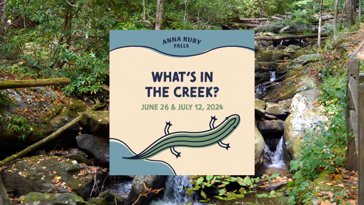 What's in the Creek? at Anna Ruby Falls