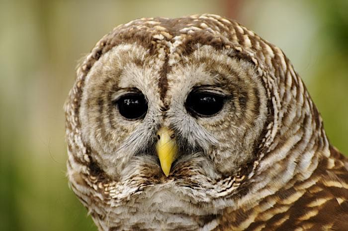Owls in Texas