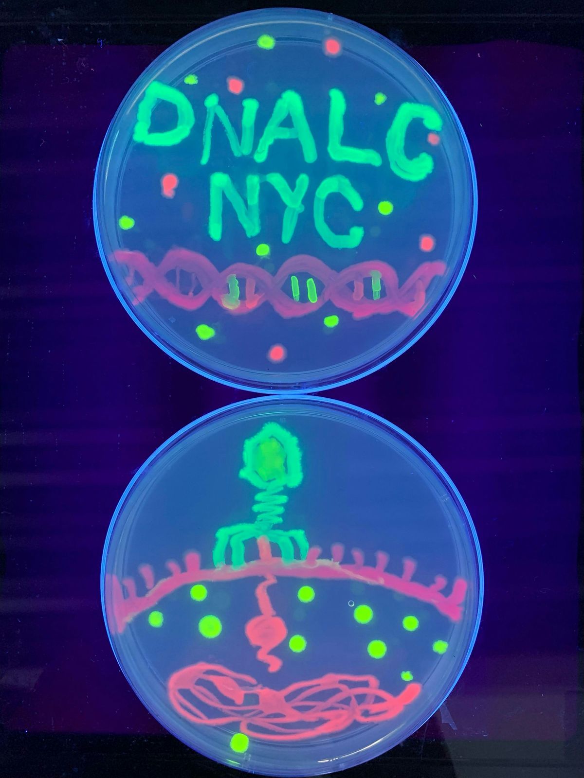 Saturday DNA! Agar Art, Cold Spring Harbor Laboratory DNA Learning