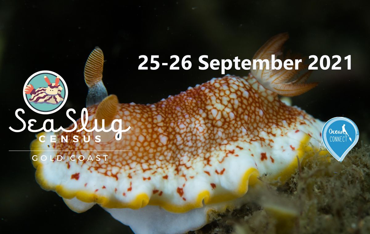 Sea Slug Survey (adult 16+)