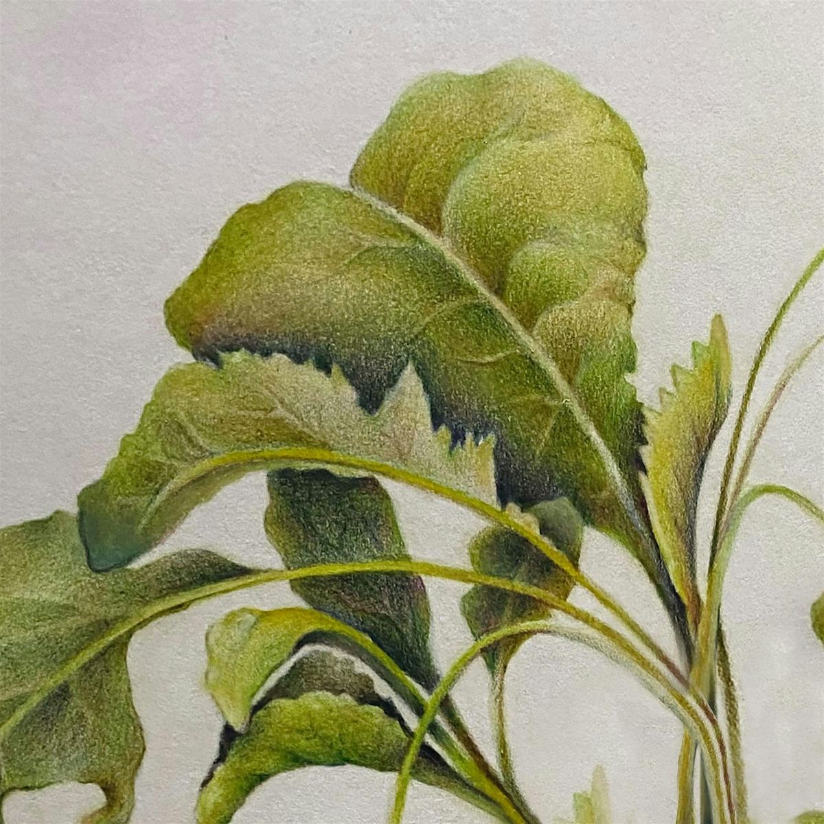 BOTANICAL ILLUSTRATION: DRAWING FALL