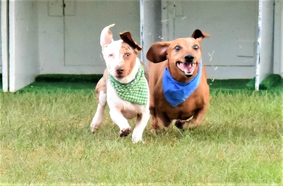 Dachshund & Wanna-Be Dachshund Derby with Oktoberfest Ocala