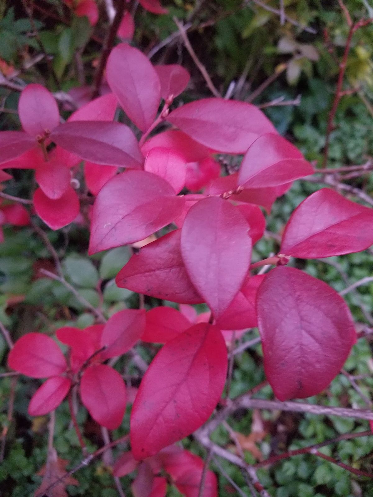 Urban Permaculture Class: American Hazelnuts, black raspberries, and saffron crocuses, oh my!