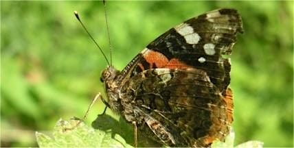 Join us in the Big Butterfly Count along the River Crane