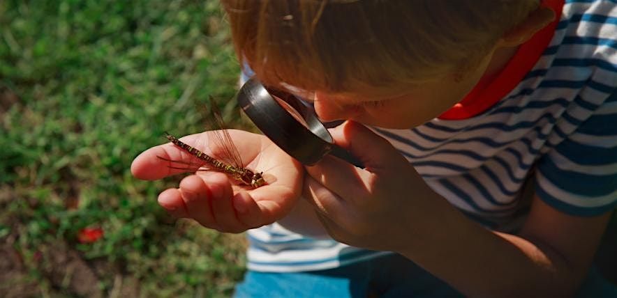 Home School Session: Insect Hunt