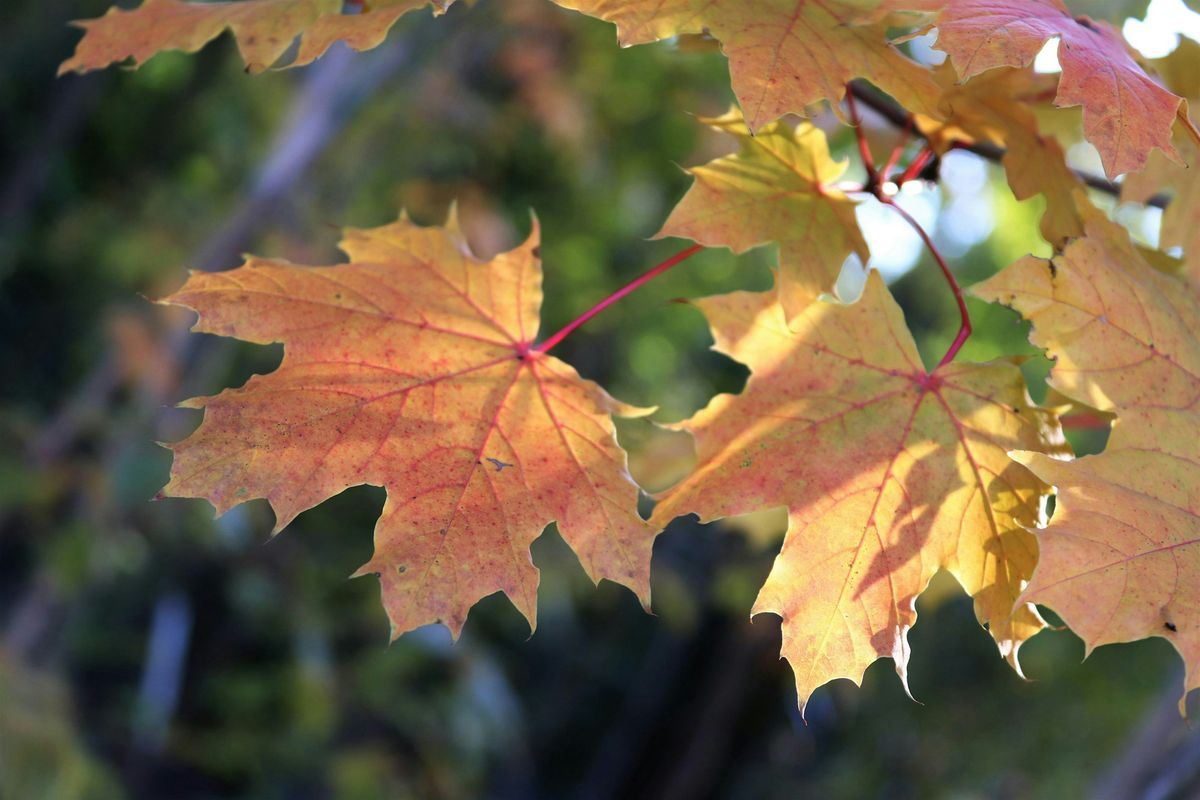 Autumnal Equinox Introduction to Forest Bathing