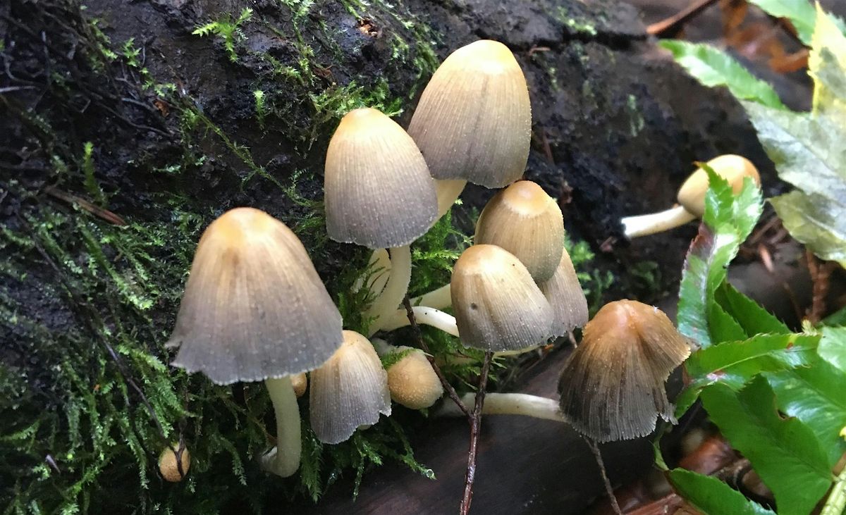 Spotting Edible Mushrooms in Spirit Park - Noon Walking Tour (75 min.)