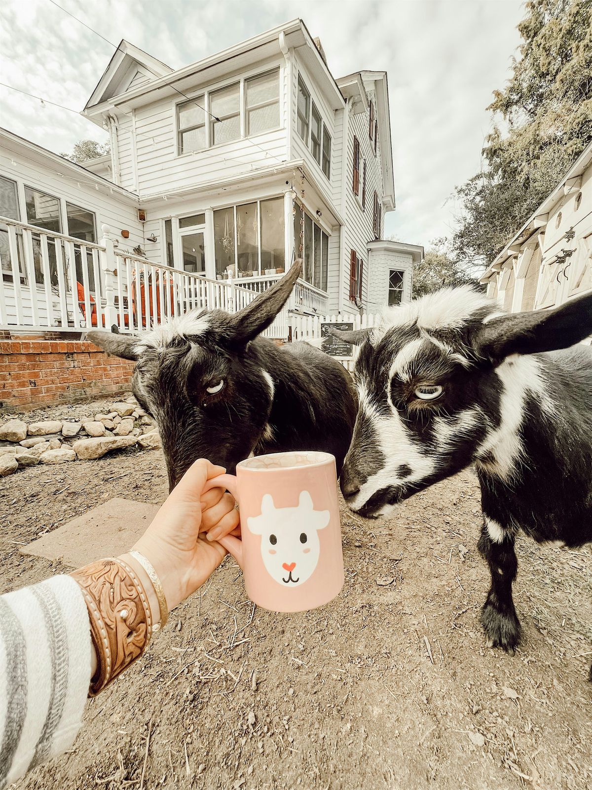 Paint Pottery with Baby Highland Calf & Goats