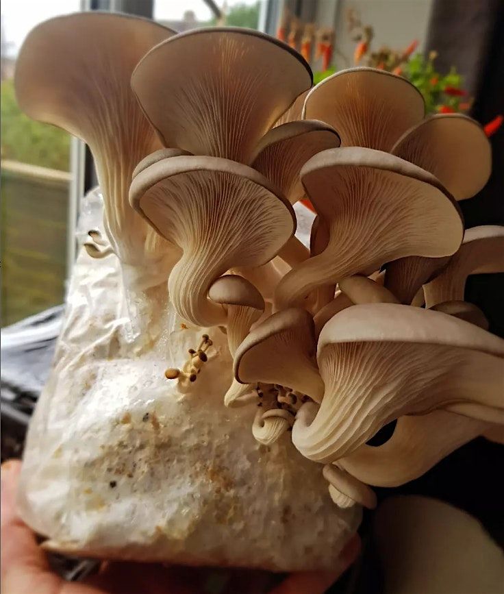 Beginners Mushroom Growing Workshop