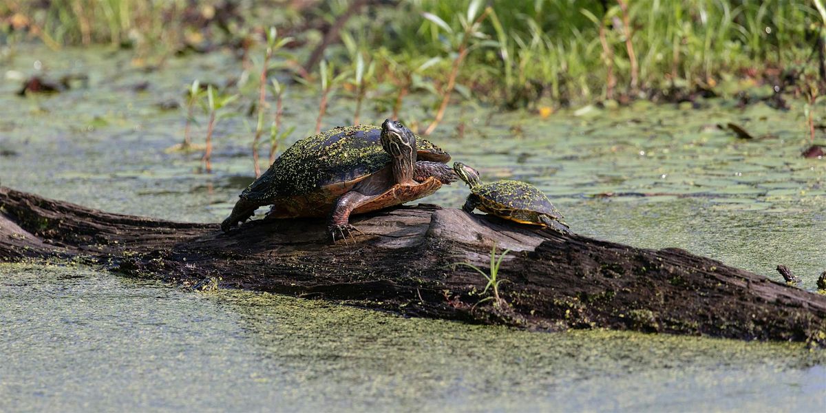 WOW! Wonders of Wetlands