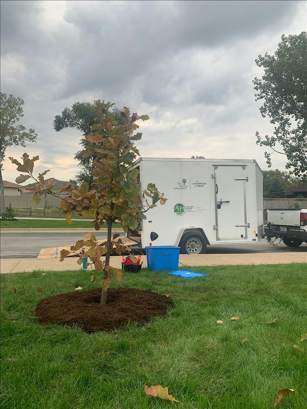 College of DuPage Tree Planting