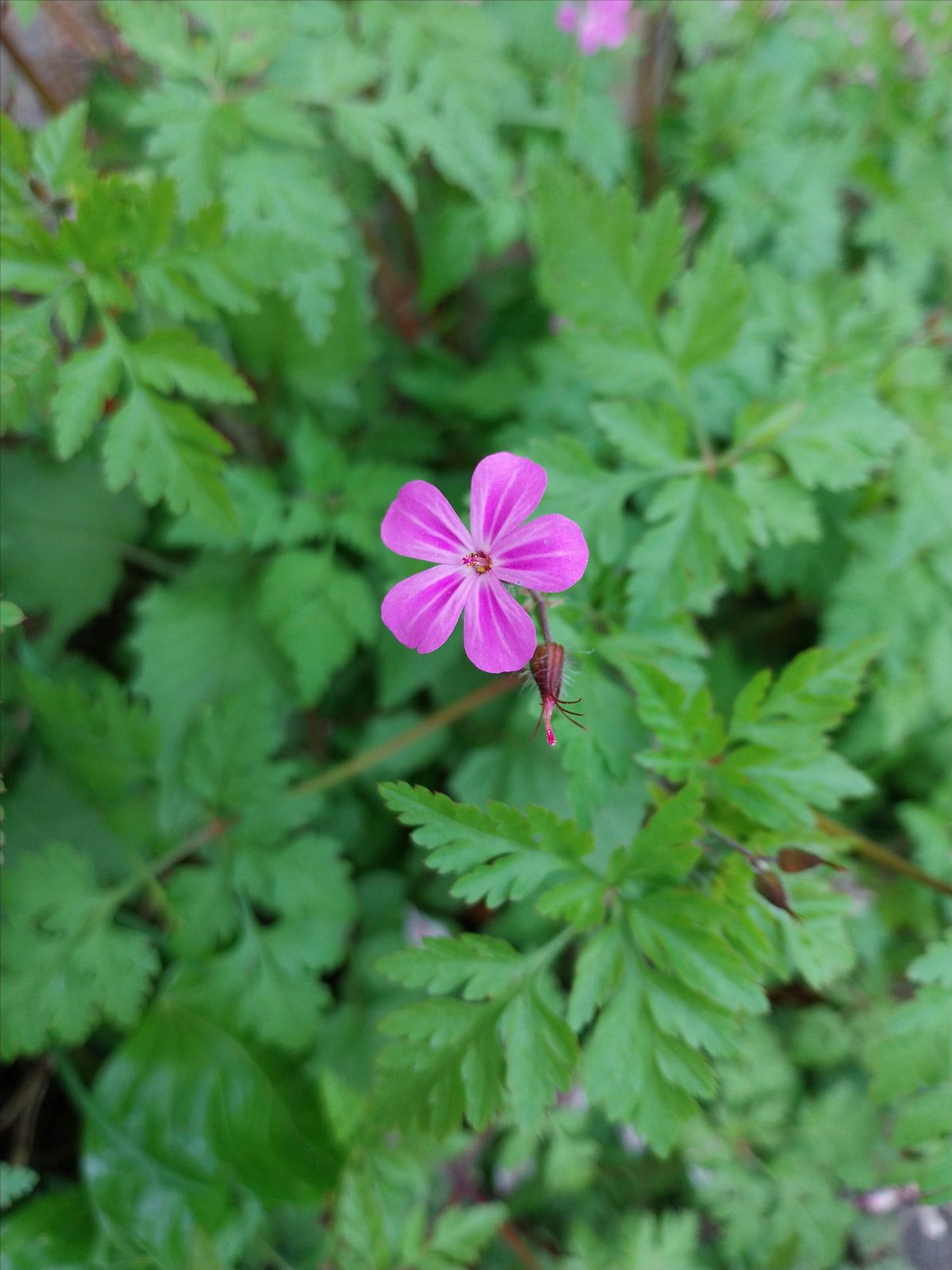 Summer Wild Food Identification and Foraging Foray 21\/07\/2024