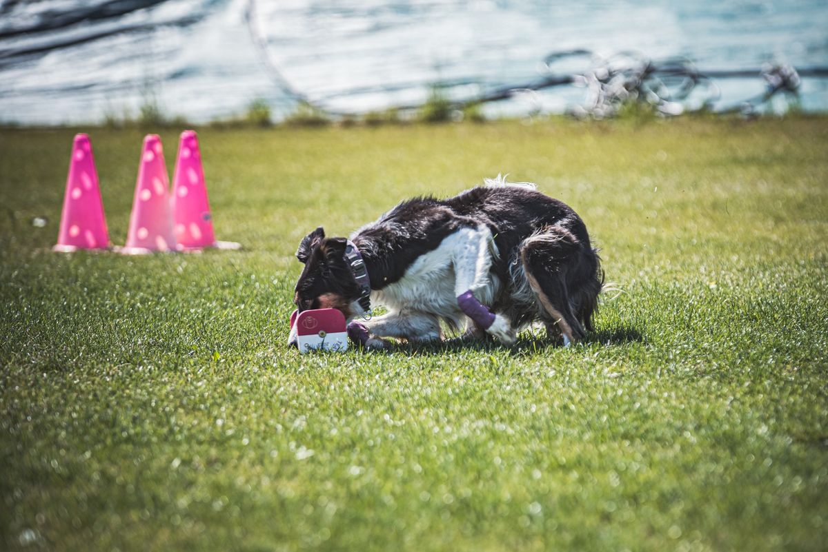 Majowe przebiegi treningowe obedience - Krak\u00f3w 