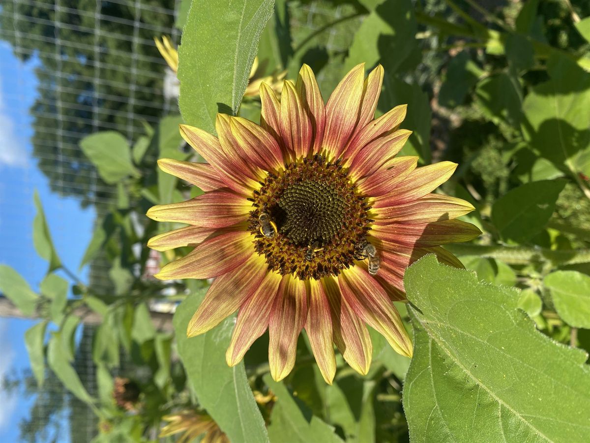 Aroniaberries & Sunflowers in the Valley