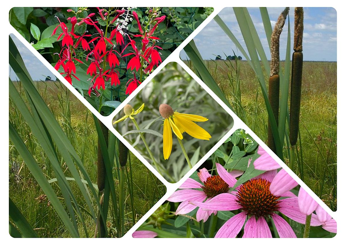 Ethnobotany in Our Region: Native Plants and Indigenous Culture