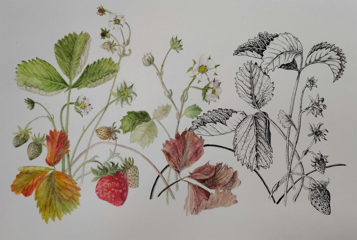 Level 3 in Botanical Drawing and Painting E4P 2806