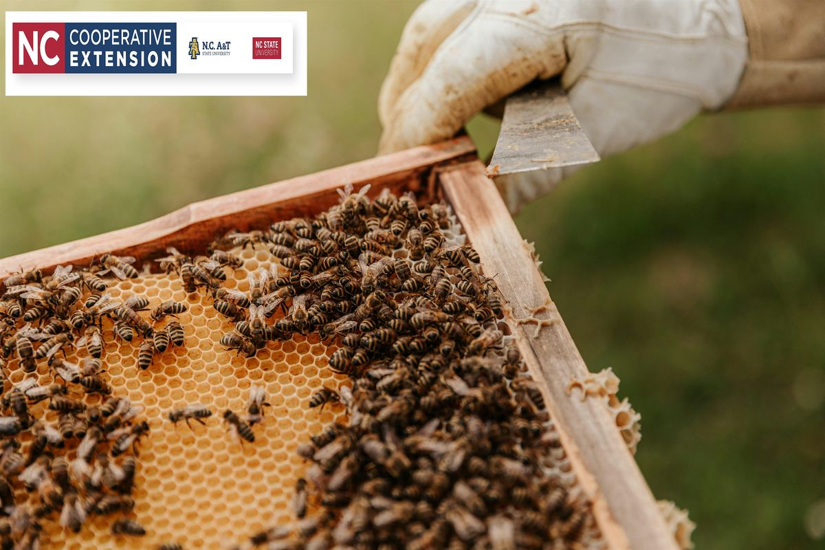 Beginning Beekeeping - Honey - Week 3