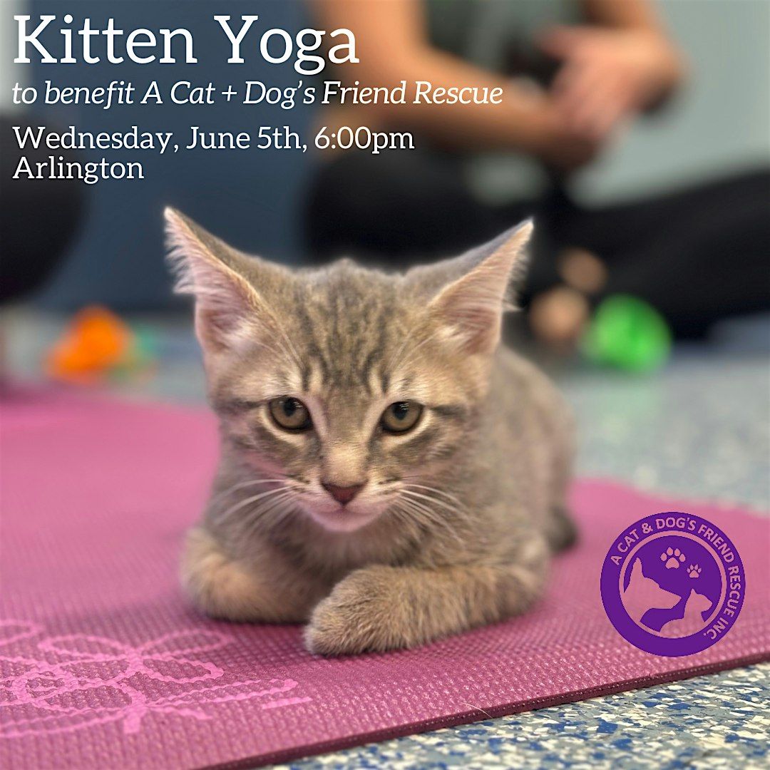 June Kitten Yoga to Benefit a Cat & Dog's Friend Rescue