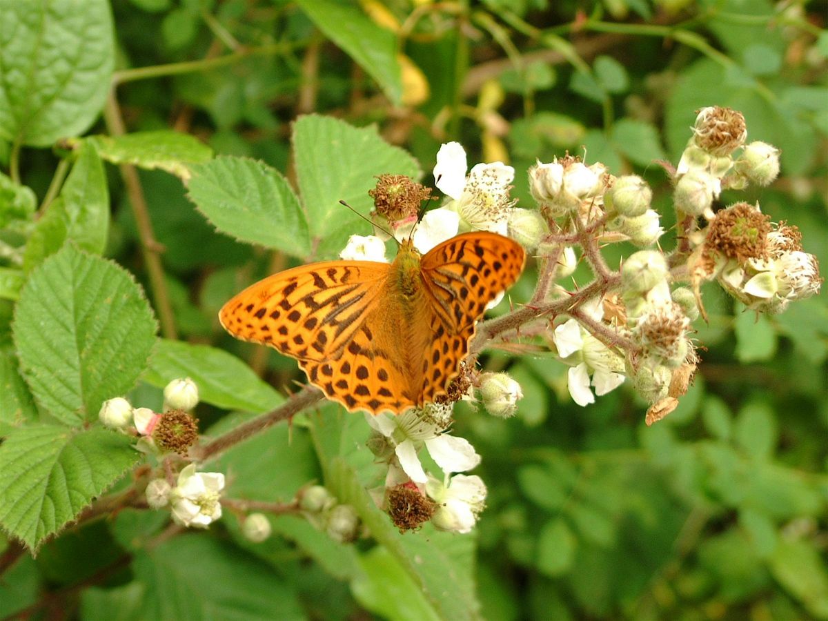 Butterfly Walk at Haugh Wood with Martyn Davies