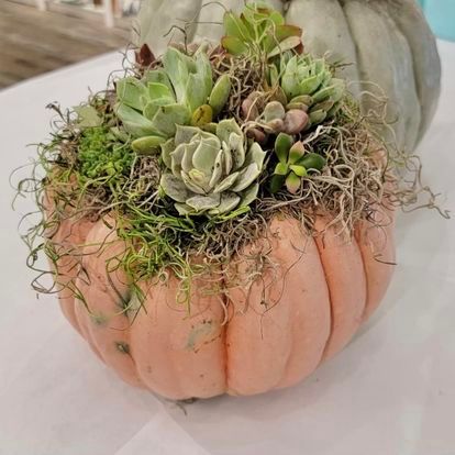 SPECIALITY Succulent Pumpkin Workshop