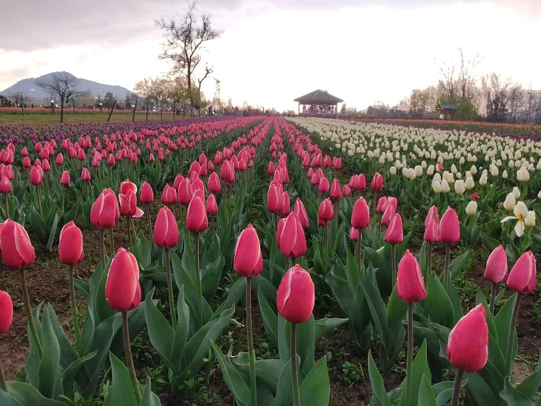 Tulip Festival Women Only Kashmir Trip  \ud83c\udf37