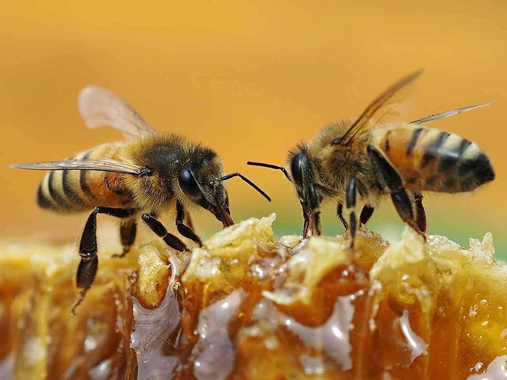 1st Annual Bee Happy, Bee Healthy Honey Tasting