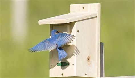 Blue Bird House