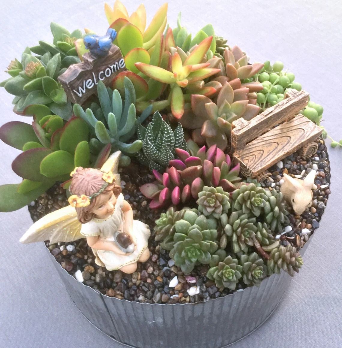 DIY Succulent Workshop - Champlin Pour @5:30pm $59