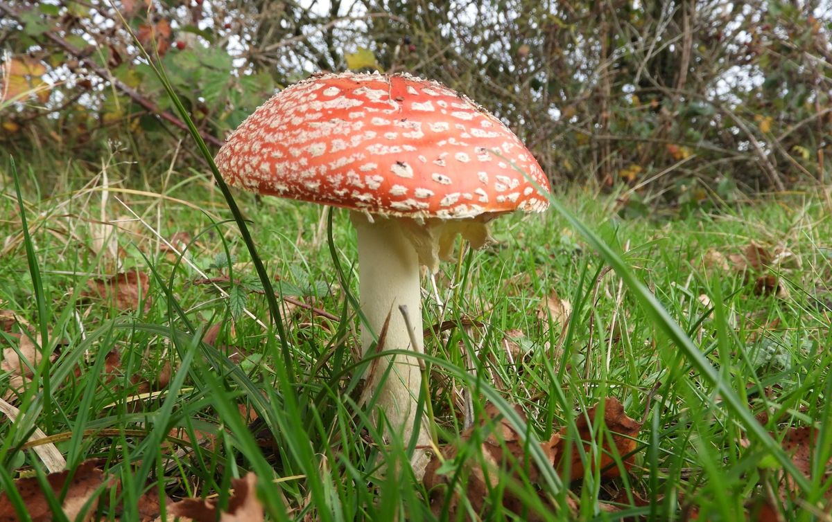 Guided Fungi Walk in Beacon Park, led by Beverley Rhodes