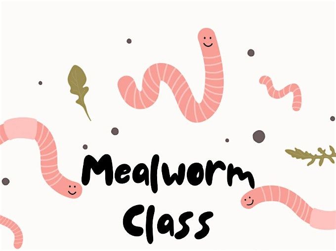 Mealworm Class