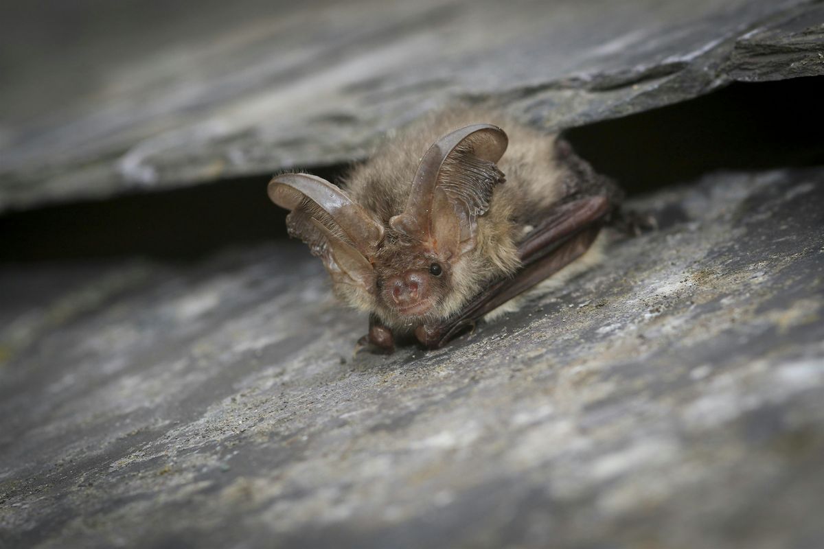 Family Bat Walk