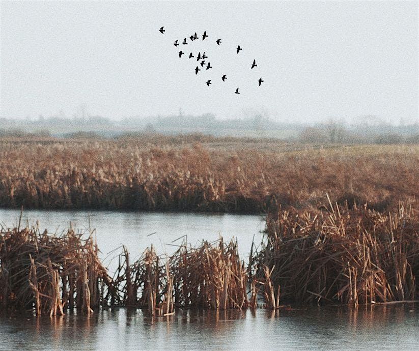 Grassland Bird and Biodiversity Recovery