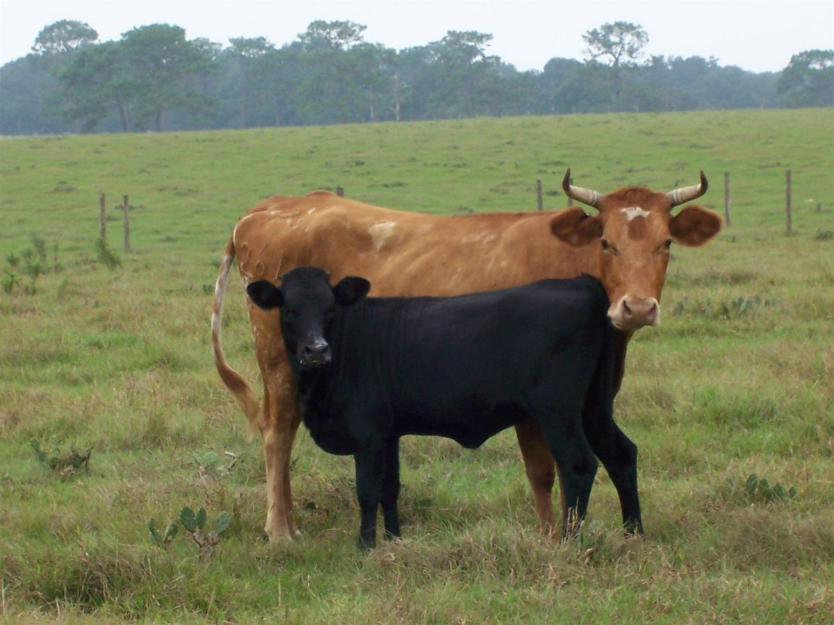 2024 Florida Cracker Cattle Association Annual Gathering