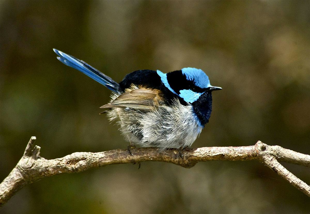 Birrarung Riverfest - Birding by Ear at Westgate Park