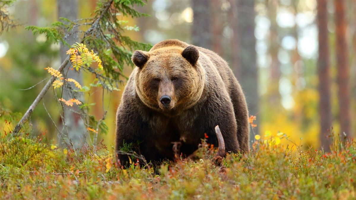 Bears in Britain: The past, present and future.