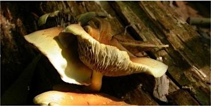 Fungi stroll along the River Crane