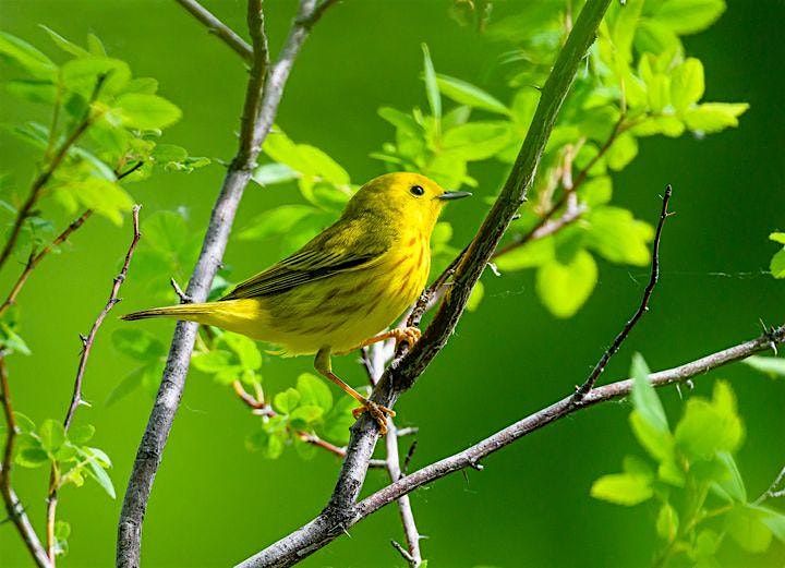 Accessible Birding: Marianne Williams Park