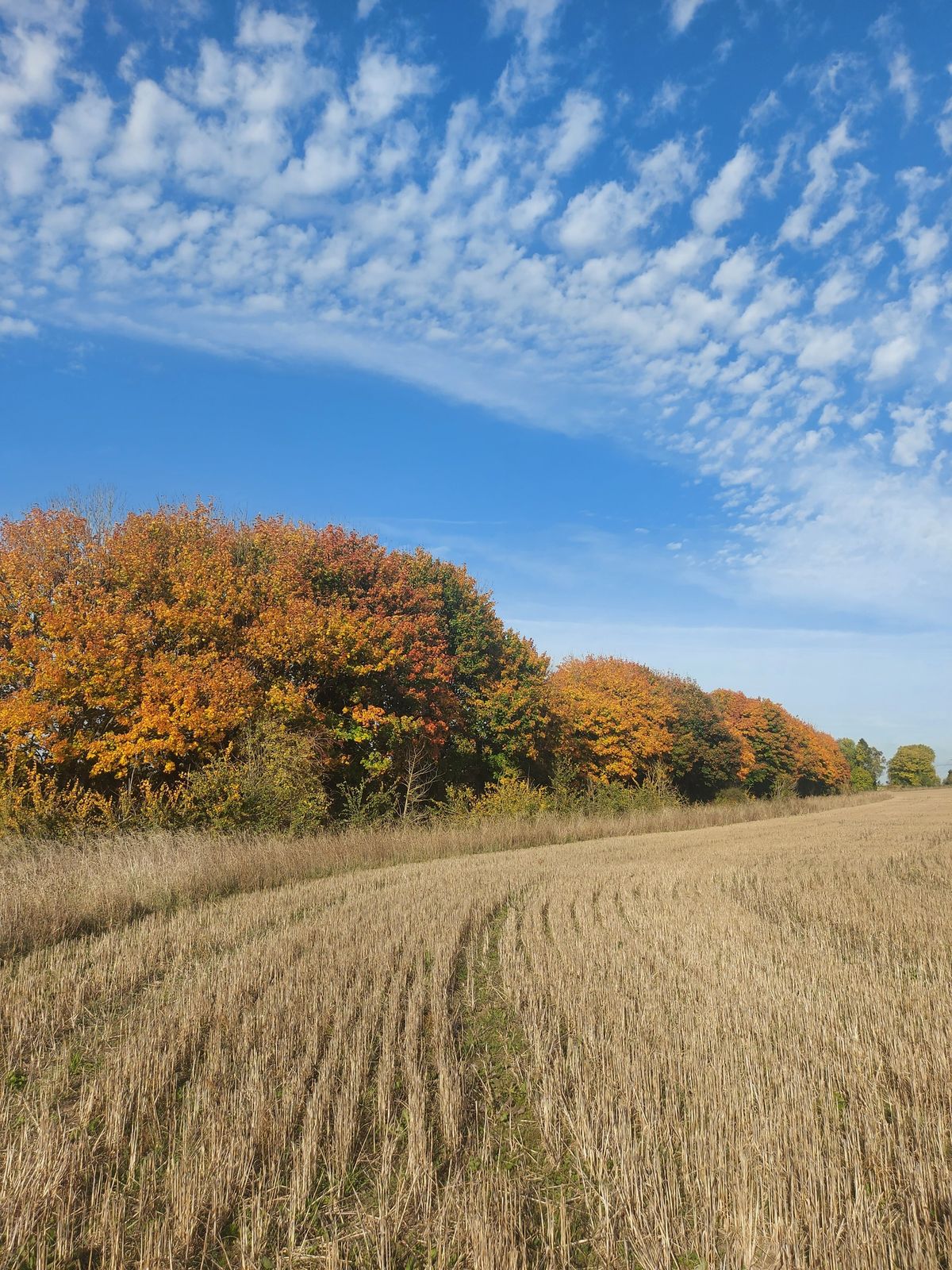 One Day Autumn Yoga Retreat (Fully Booked) 